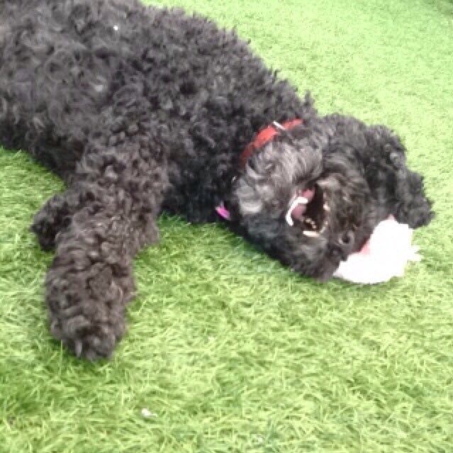 OflynnCiara's profile picture. Human and animal rights advocate .@MADRADogRescue volunteer. Galway, Ireland