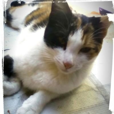 I ❤ Cats & ❤walking