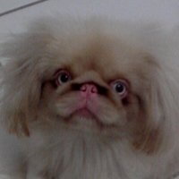 moises (@queroganharmeu1) 's Twitter Profile