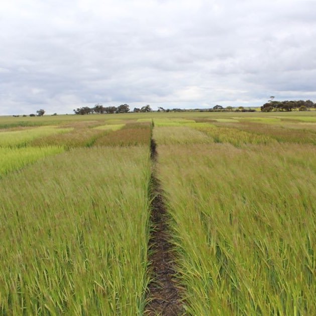 peterbrick84's profile picture. Farmer from Tullakool, NSW