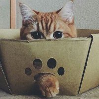 crayon-shin (@crayonshinn) 's Twitter Profile