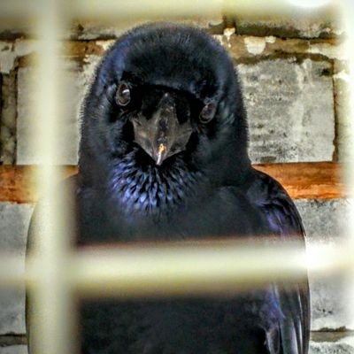 hanysfa's profile picture. Pentester @SeclabId | OSCP | OSEP | Into Telecom and RE | tweet in EN/INA | opinion = mine