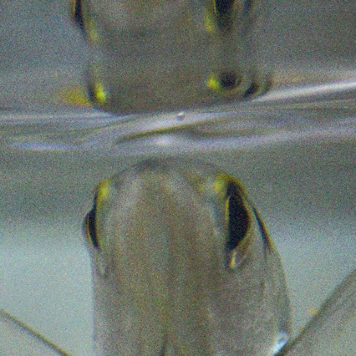 Fish biologist most interested in cognition, behaviour, and fish that shoot.