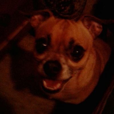 Elizabe52006117's profile picture. It's great to be a dog!!