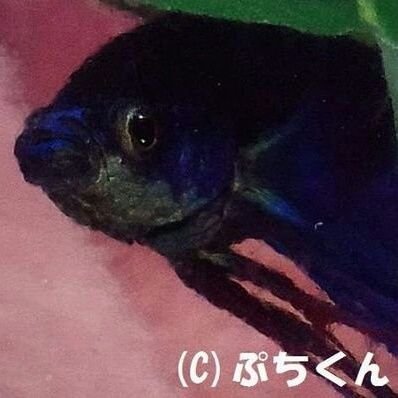 無言フォロー失礼します。ベタ飼育歴12年目の初心者です°･🐠  熱帯魚ベタぷちくんのLINEスタンプ販売中∈( * ﾟдﾟ)∋  アクアリウム関連、特にベタ好きの方からのフォロー大歓迎です♪ #ぷちくん #ベタ #闘魚 #熱帯魚 #淡水魚 #アクアリウム #水槽 #泡巣 #愛魚