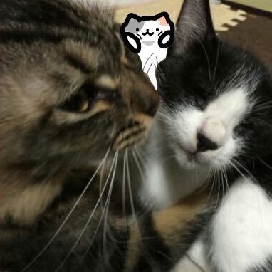 ふさこにゃんさんのプロフィール画像