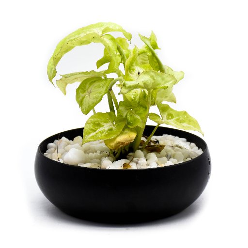 Style Club On Twitter Aglaonema Red Lipstick Aglaonema Siam Aurora Buy Online Https T Co Se2qun67m1 Aglaonema Redlipstick Siamaurora Aglaonemacommutatum Indoorgarden Instaplants Https T Co Se2qun67m1