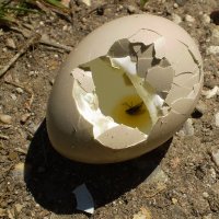 Expedient Pylon (@jpylon) 's Twitter Profile