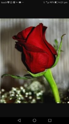 farah_kanawati's profile picture. 