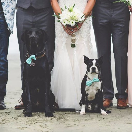 Inspiration for those who wish to include furry & not so furry family members in their big day. ⏩ petsatweddings on Instagram #petsatweddings 💙🐾💍