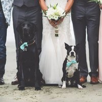 Pets at Weddings(@petsatweddings_) 's Twitter Profile Photo