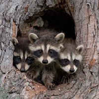 Redland Oaks ES (@redlandoakses) 's Twitter Profile Photo Redland Oaks ES (@redlandoakses) 's Twitter Profile Photo
