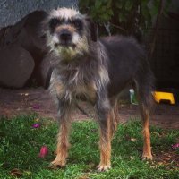 Andrés Burgos (@pelucavieja) 's Twitter Profile