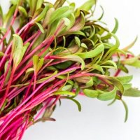 FreshForage (@freshforage) 's Twitter Profile