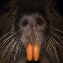 Rodents of Unusual Size - @ROUSdocumentary - Twitter