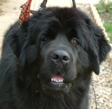 Canine therian / Hella ζ
Selective w/ followers for security reasons, must let me follow back, prefer locked accounts