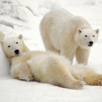 DFSPolarBears (@dfspolarbears) 's Twitter Profile