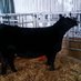 Abe Hauge (@haugeshowcattle) Twitter profile photo Abe Hauge (@haugeshowcattle) Twitter profile photo