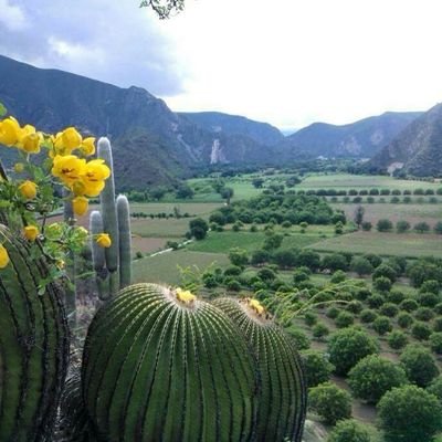 CEMSaD_Hualula's profile picture. 