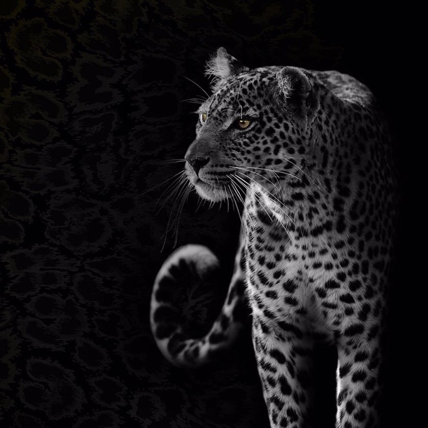 musafir_mmb's profile picture. 