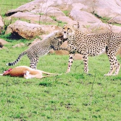 Tanzania wildlife safari company
Book with us at: info@newadventuresafari.com