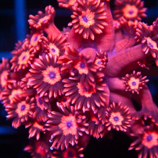 MyReefToYours's profile picture. Great coral frags at amazing prices, at https://t.co/wo2UCwO8CK! FREE overnight shipping on all orders of $165 or more!