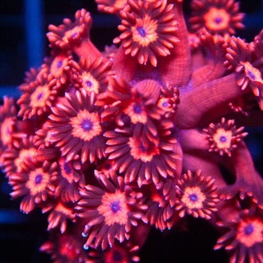 Great coral frags at amazing prices, at https://t.co/wo2UCwO8CK! FREE overnight shipping on all orders of $165 or more!