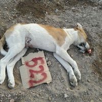 الرفق بالحيوان في السعودية (@saudianimals) Twitter profile photo