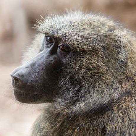 Monkey enthusiast, zoo visiter, professional primate judge.
DM pictures of monkeys (or other non-human primates) for a rating.