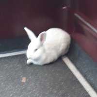RabbitOnBus (@rabbitonbus) 's Twitter Profile