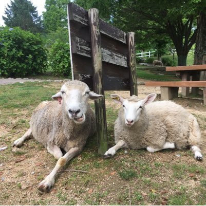 snowflow10's profile picture. 