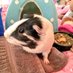 Judy The Guinea Pig (@guineapigjudy) Twitter profile photo Judy The Guinea Pig (@guineapigjudy) Twitter profile photo