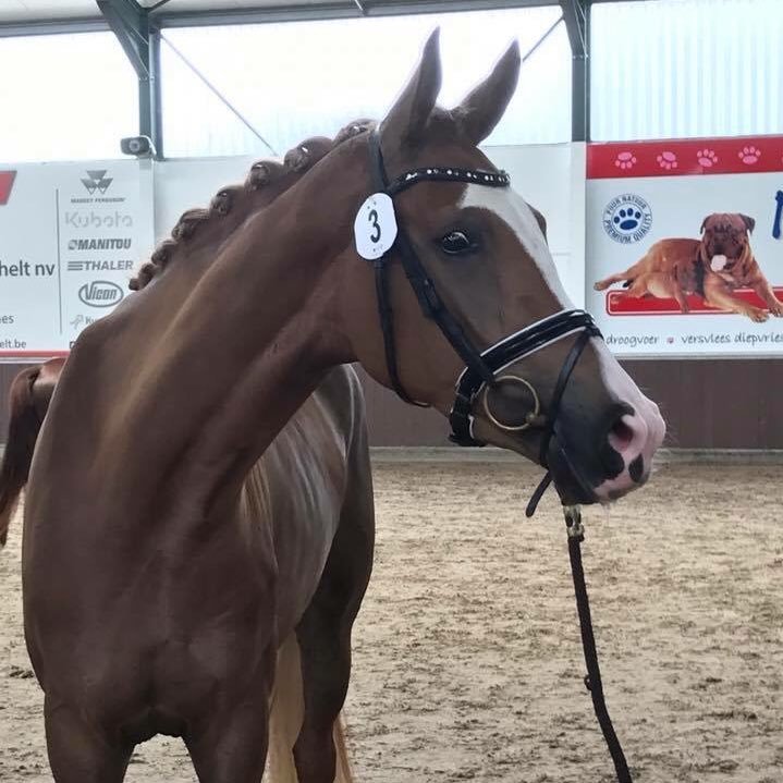 Sale young talented Dressage horses