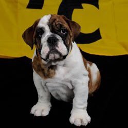Adrian College’s finest Bulldogs in their finest moments. DM me the stupid shit people say
