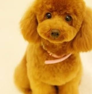 lggML4pDFfhEeqP's profile picture. はじめまして！
トリマー専門学校３年間🐩✂
新社会人

今年の9月末からトリマー(バイト)
として働くことになりました！