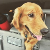 Amy Plotts (@bakerplotts) 's Twitter Profile