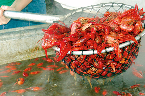BB Crawfish Festival Profile