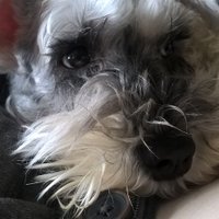 Grey Doge (@flamedoge) 's Twitter Profile Photo Grey Doge (@flamedoge) 's Twitter Profile Photo