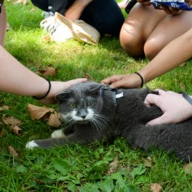 On the 1st Saturday every month in cities across N. America, cats bring their humans to the park for a day of  cat-napping, bird-watching, & kitty camaraderie.