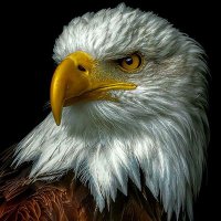 Proudly Served (@sheizzauslander) Twitter profile photo