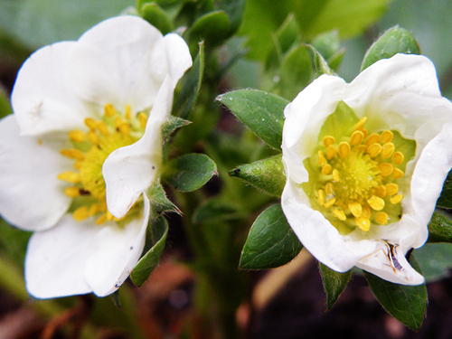 frugalgarden's profile picture. Definitely not a professional gardener, I just do what I know works.