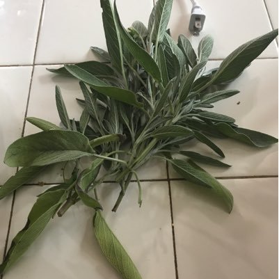 GardenFever1's profile picture. 