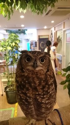kashipさんのプロフィール画像