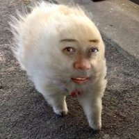 床屋犬 (@help_dot) 's Twitter Profile