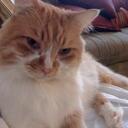 Easter Bunny - @OrangeEaster - Twitter