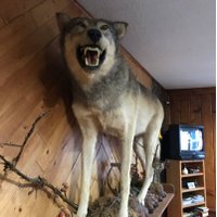 kylie t coyote(@JFKsteeltrap) 's Twitter Profile Photo