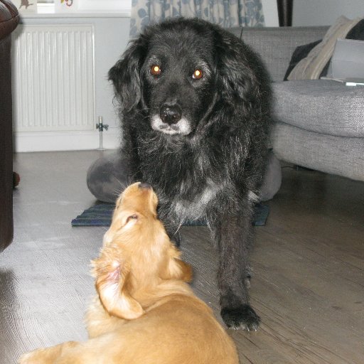 Taught by the best - Retired GD Lacey mentor to 9 GD pups now teaching new forever pup Mackenzie how the world works