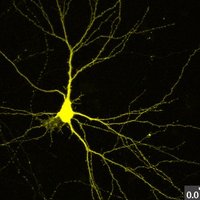 Brain Repair VGB (@brainrepair_vgb) 's Twitter Profile