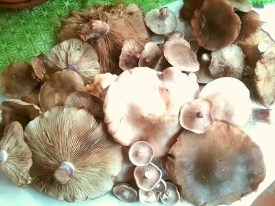 sssteve's profile picture. 