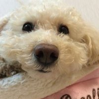 Luo・maro 執剣者(ソードフォルダー) (@babamaro) 's Twitter Profile